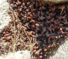 Selaginellaceae