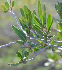 Pleradenophora bilocularis
