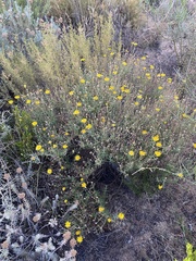 Osteospermum sinuatum