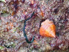 Eulalia clavigera