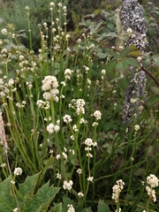 Baccharis sagittalis