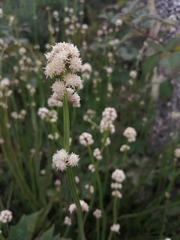 Baccharis sagittalis