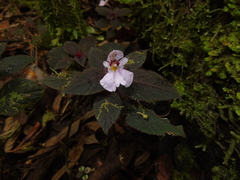 Impatiens sidikalangensis