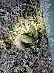 Limacus
