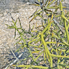 Koeberlinia spinosa