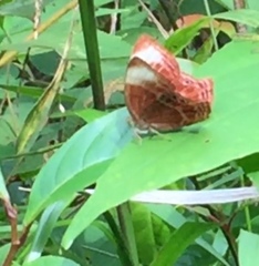 Abisara saturata kausambioides