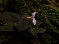 Impatiens sidikalangensis