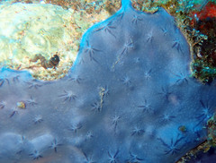 Halisarca caerulea