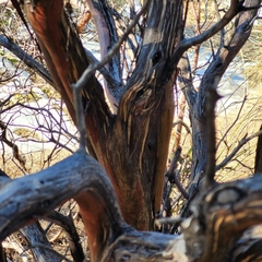 Arctostaphylos pringlei