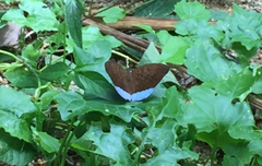 Tanaecia julii bougainvillei
