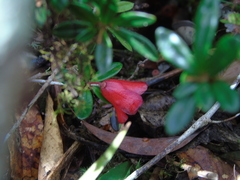 Rhododendron pubigermen