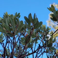 Arctostaphylos pringlei