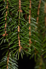 Picea omorika