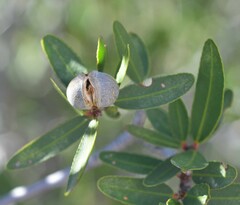 Pleradenophora bilocularis