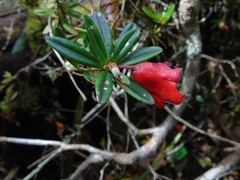 Rhododendron pubigermen