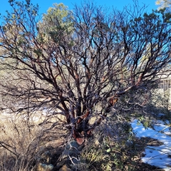 Arctostaphylos pringlei