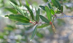 Pleradenophora bilocularis