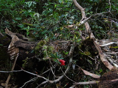 Rhododendron pubigermen