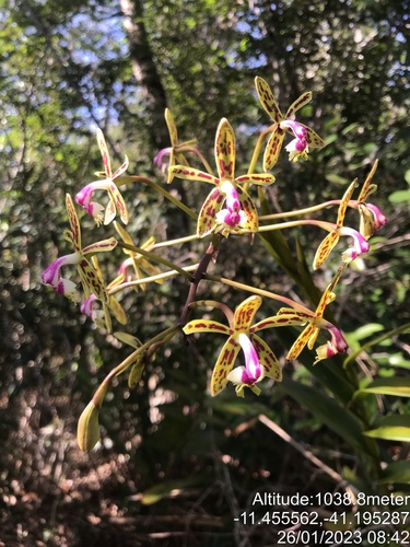 Epidendrum cristatum, photograph 2