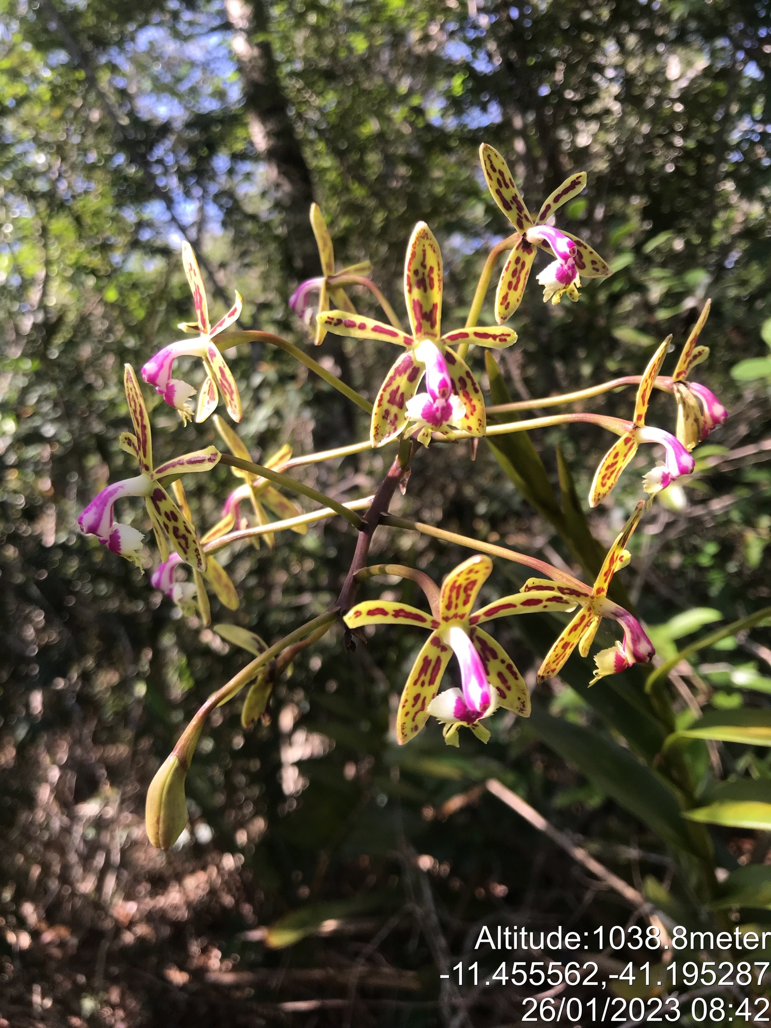 Epidendrum raniferum Lindl. 2