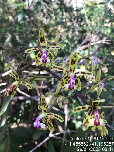 Epidendrum cristatum, photograph 3