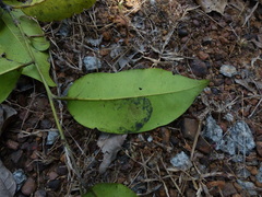 Diospyros candolleana