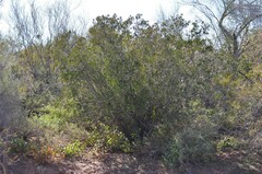 Pleradenophora bilocularis