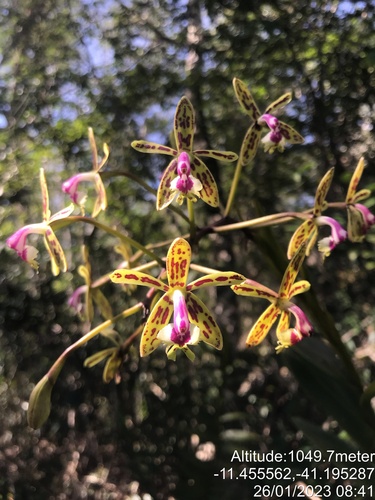 Epidendrum cristatum, photograph 4