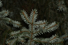 Picea omorika