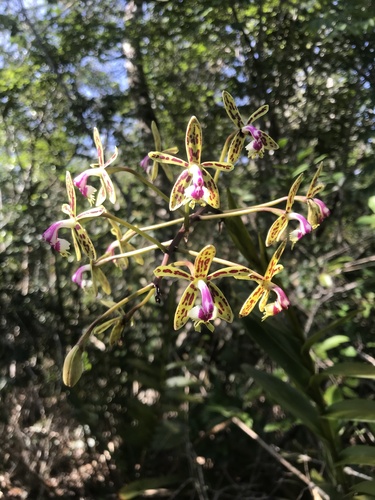 Epidendrum cristatum, photograph 5