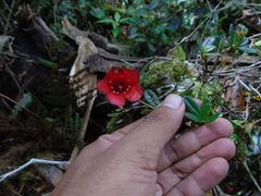Rhododendron pubigermen