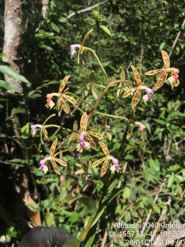 Epidendrum cristatum, photograph 6