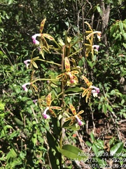 Epidendrum cristatum