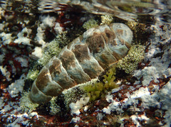 Acanthopleura granulata