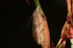 Tortricopsis euryphanella