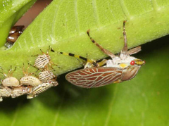 Aetalion reticulatum