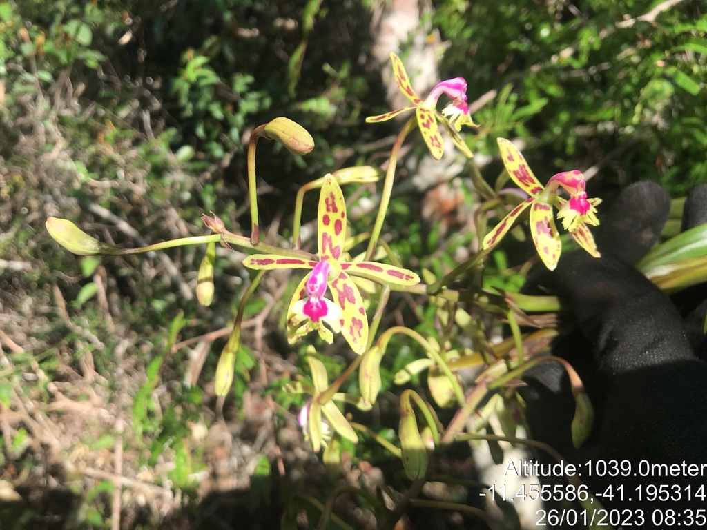 Epidendrum cristatum; photograph (c) vitordematos12, some rights reserved (CC BY-SA)