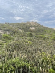 Pleopeltis lepidopteris