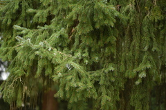 Picea omorika