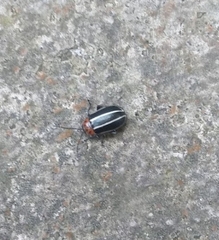 Disonycha conjuncta
