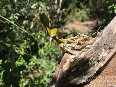 Campylocentrum micranthum