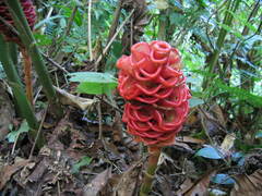 Zingiber spectabile