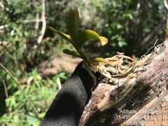 Campylocentrum micranthum