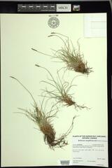 Carex simpliciuscula