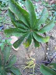 Cecropia obtusifolia