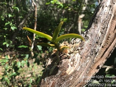 Campylocentrum micranthum