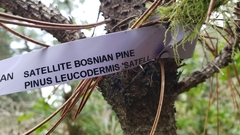 Pinus heldreichii