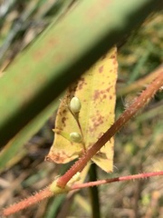 Persicaria arifolia
