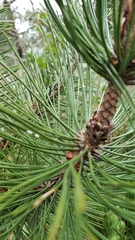 Pinus heldreichii