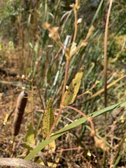 Persicaria arifolia